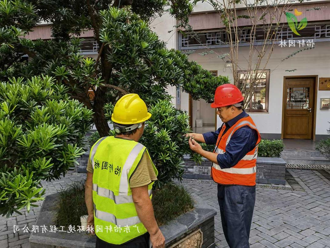 菲律宾网赌合法平台厂区绿化养护指导工作